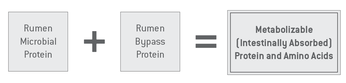 Rumen microbial protein plus rumen bypass protein equals metabolizable protein and amino acids