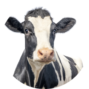 Species - Dairy