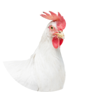 Species - Poultry