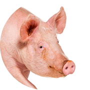 Species - Swine
