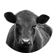 Species - Beef